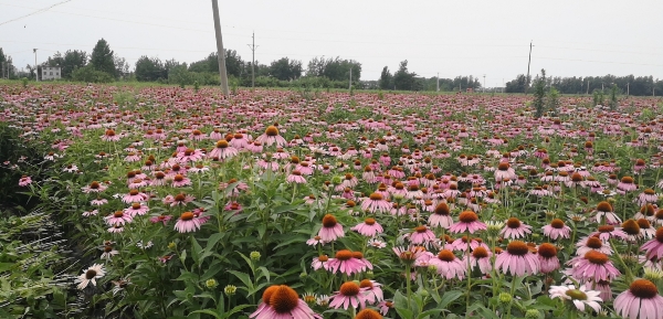 紫锥菊