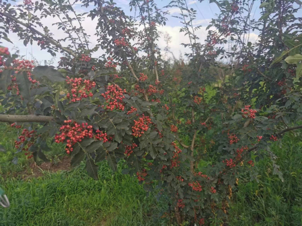 陕西凤翔大红袍花椒，自产自销，量大优惠