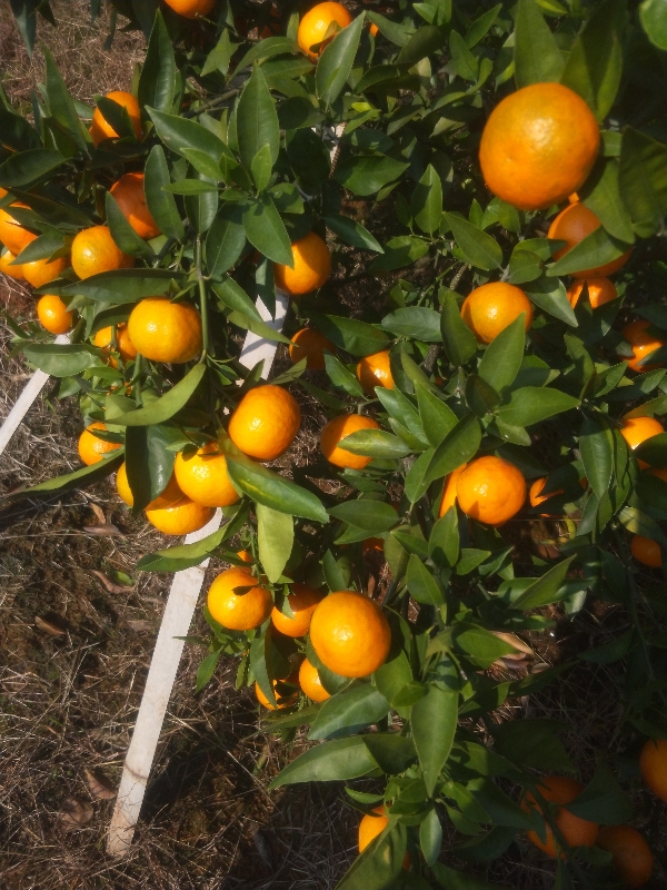 广西桂林市全州县东方红柑橘产地大量批发供应