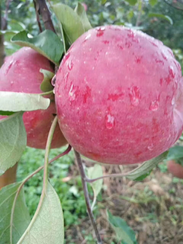 来自泸沽湖畔的大凉山盐源丑苹果