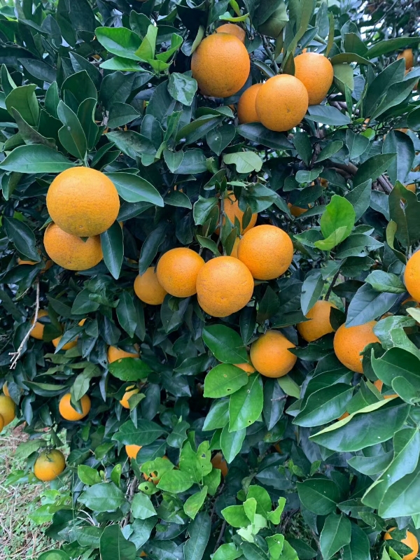 石门柑橘