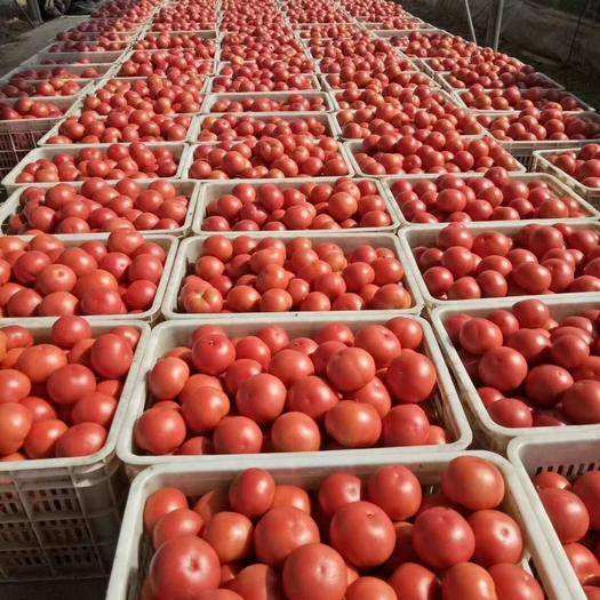 每天求购一万斤左右西红柿
需求稳定，能保证长期有货