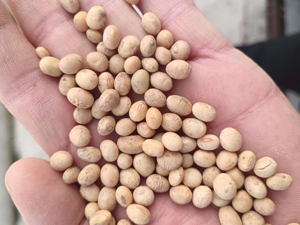 安徽省安庆地区本地高蛋白黄豆，含蛋白45左右。