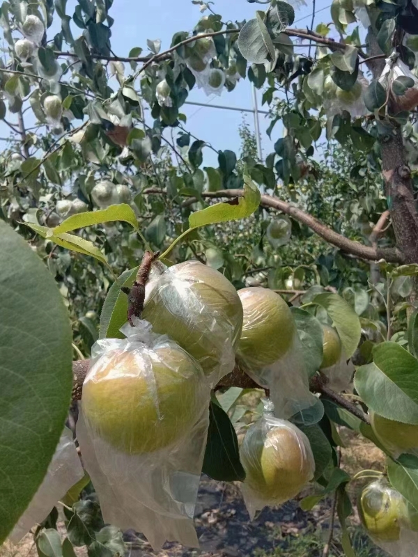 供应苹果,隰县果农！