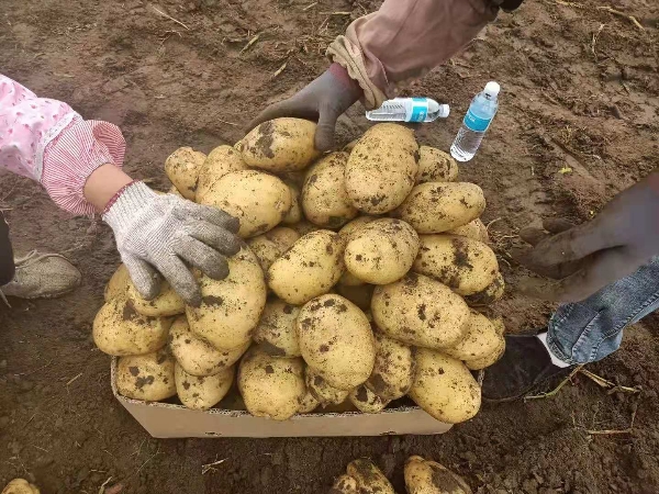 大量出售优质黄皮黄心土豆