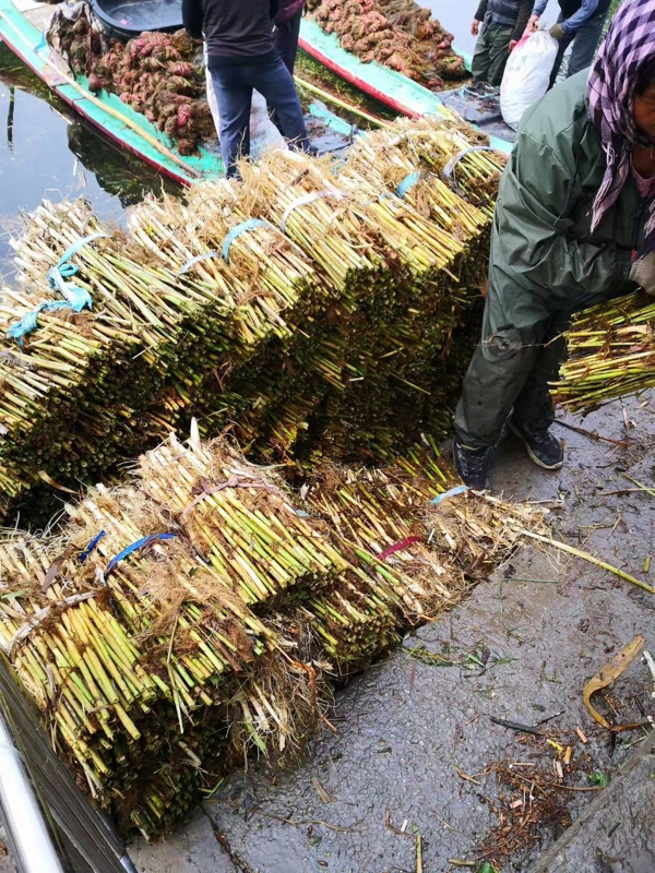 白洋淀水生植物专业种植与销售，欢迎致电