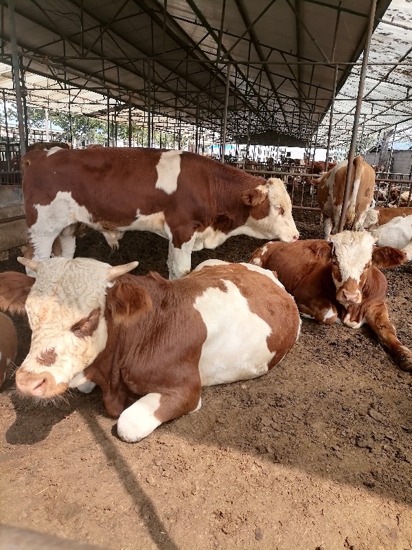 江西现在西门塔尔牛犊市场价格 批发肉牛牛犊