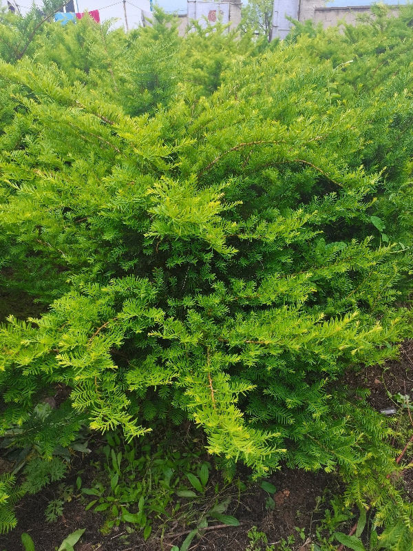 大连庄河出售十年生北方红豆杉