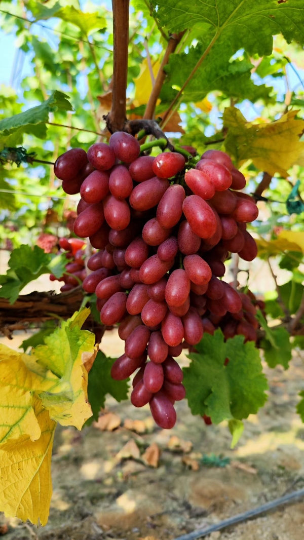 ‘长粒,克伦生葡萄无籽，真正的优质品