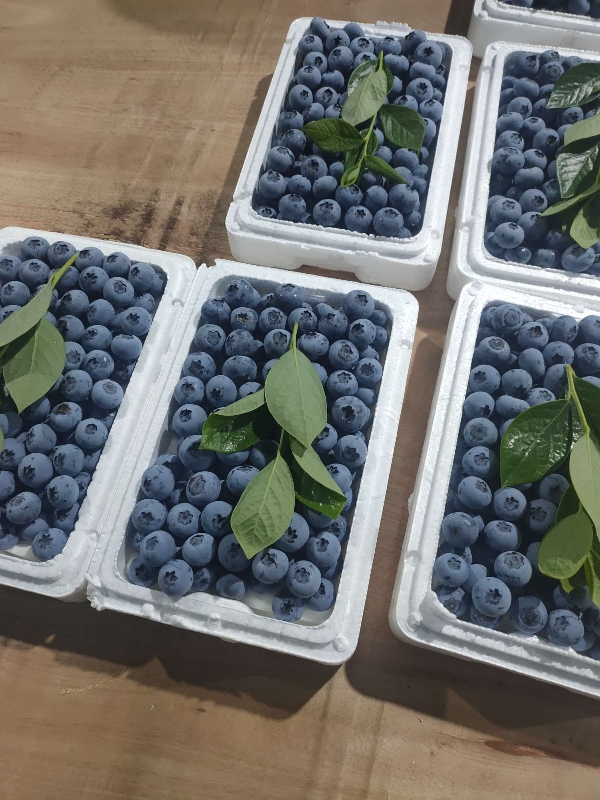 山东万亩蓝莓大量上市，品种齐全，质量保证，价格便宜