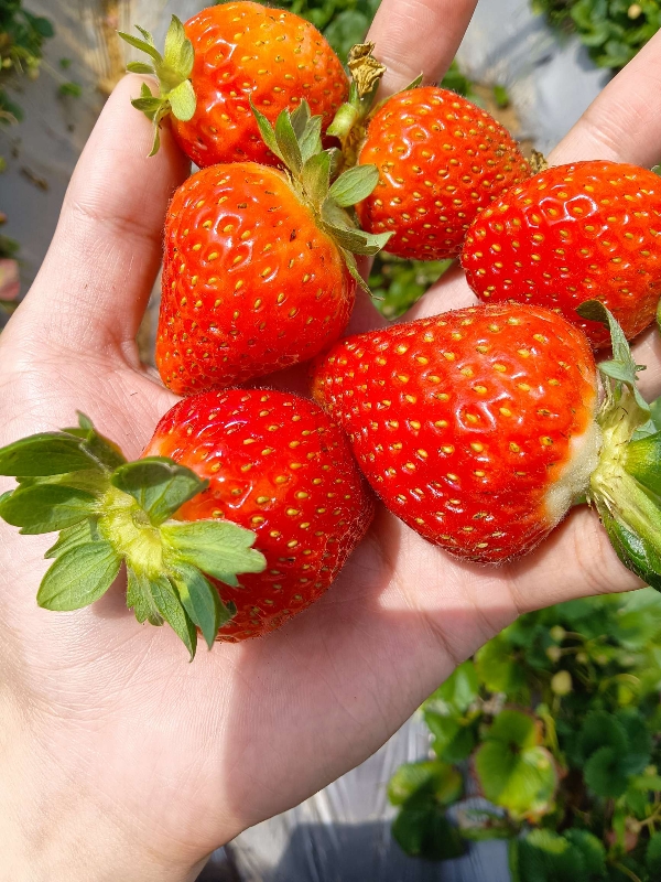 会泽夏季草莓蒙特瑞草莓
