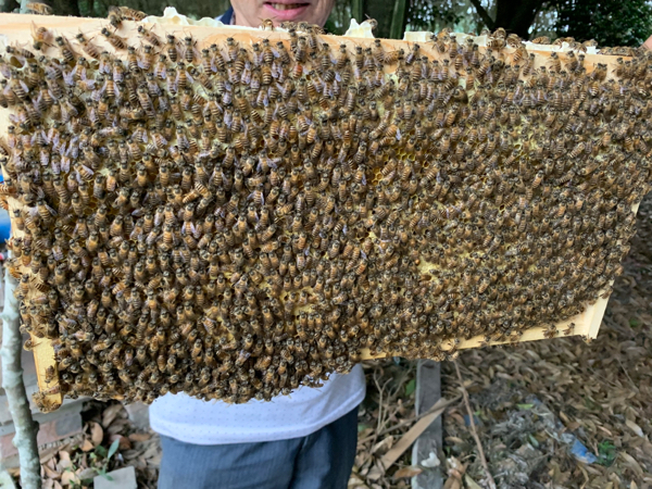供应蜂种中蜂种群出售蜂王出售中蜂中蜂价格