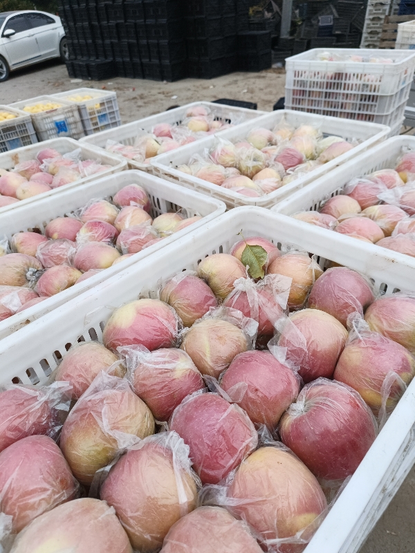 红富士苹果大量上市，果实脆甜，冰糖心，货源充足
