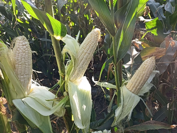 内蒙古乌兰察布市察哈尔右翼前旗乌拉哈乡鲜食玉米基地