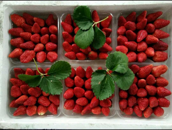 妙香草莓大量上市大量供应批发代收服务