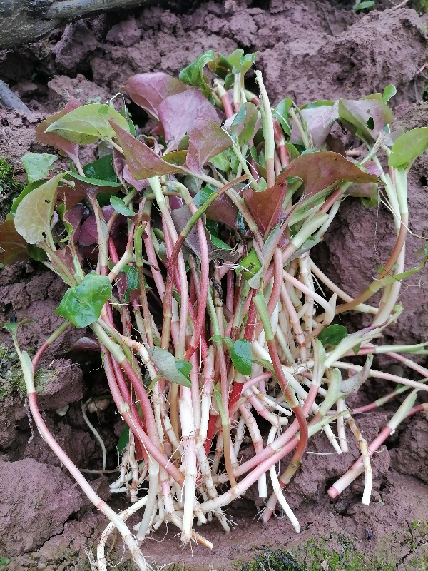 四川纯折耳根  鱼腥草