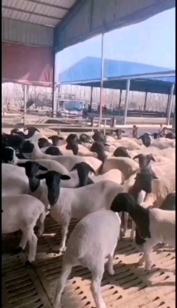 小尾寒羊种羊，杜寒羊，黑头杜泊羊，噢州白种羊