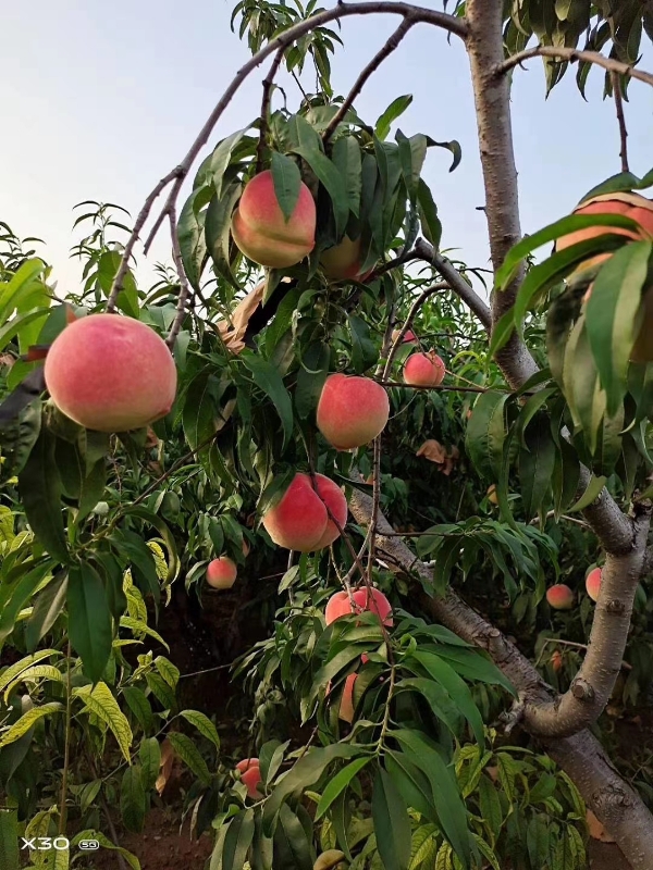 山东肥城市水蜜桃莱山蜜