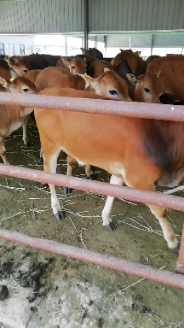 三元杂交牛牛犊_黄牛发源于鲁西南地区_域名鲁西黄牛