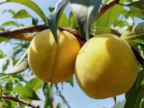 湖南炎陵黄桃等髙山水果