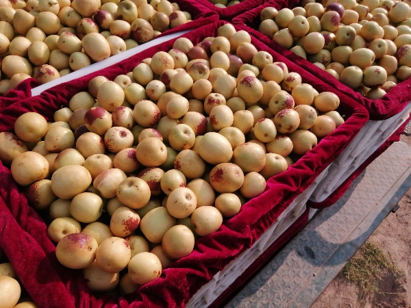 供应大荔冬枣，阳光玫瑰葡萄，各种毛桃，油桃，