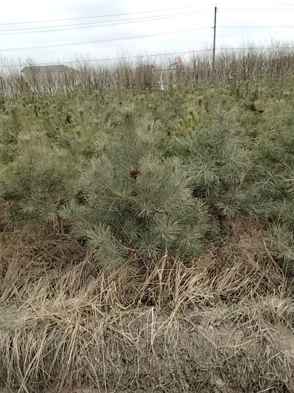 一米五定植油松，还有一车货。