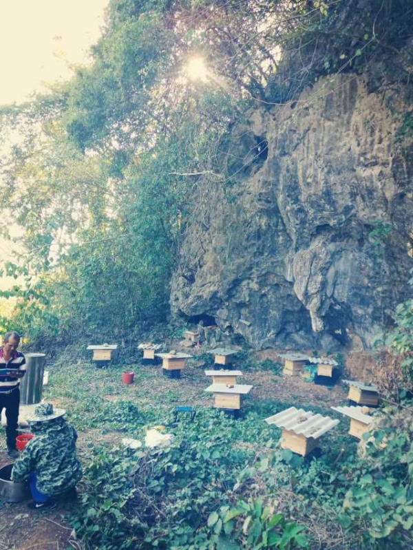 广西柳州市蜜谷一百纯天然土蜂蜜
