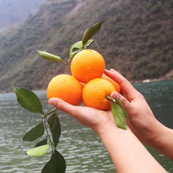 湖北秭归脐橙，果大无核、皮薄色鲜、香郁味甜
