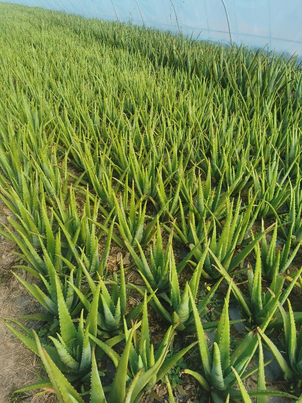 东一库拉索芦荟种植基地，常年对外批发，芦荟