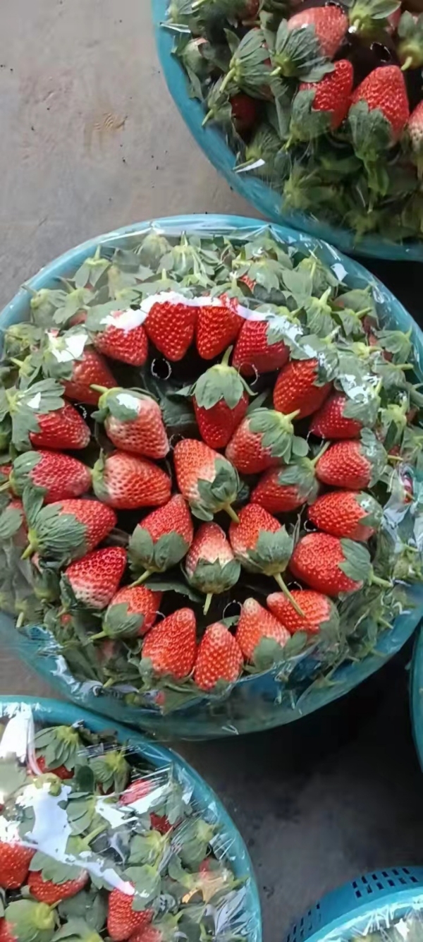 云南路天草莓