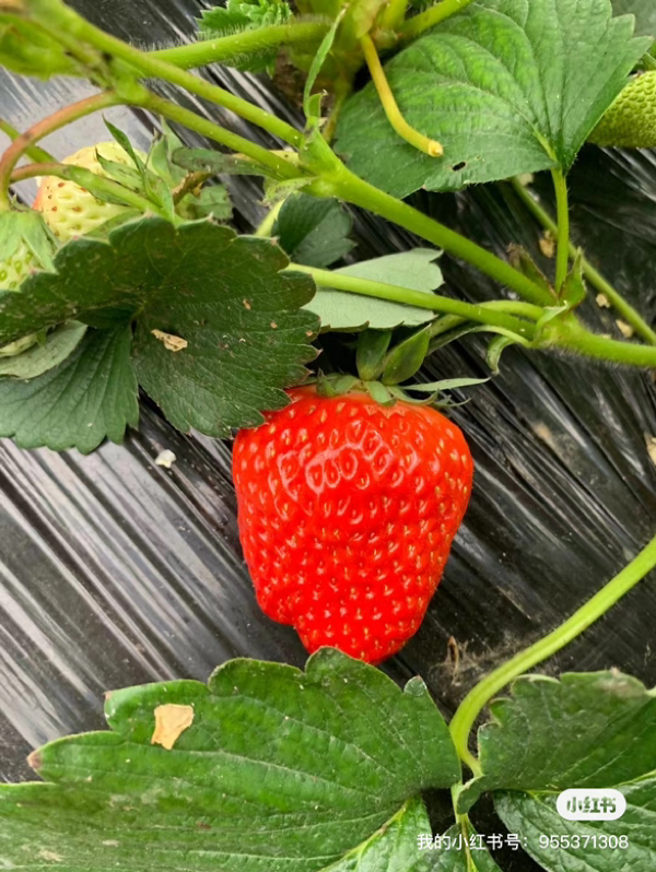 正宗红颜草莓🍓 酸甜可口 产地北京通州