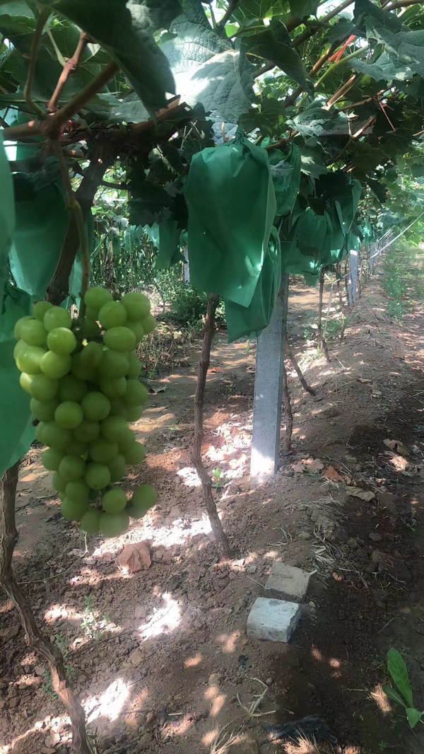 供应葡萄,山西运城自家种植欢迎现场实地调查