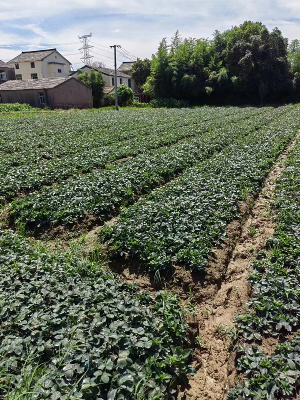 红颜大叶草莓苗