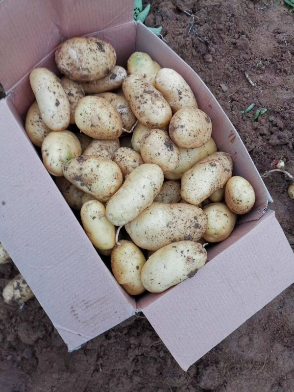 荷兰15 山东土豆，荷兰十五土豆大量现货供应