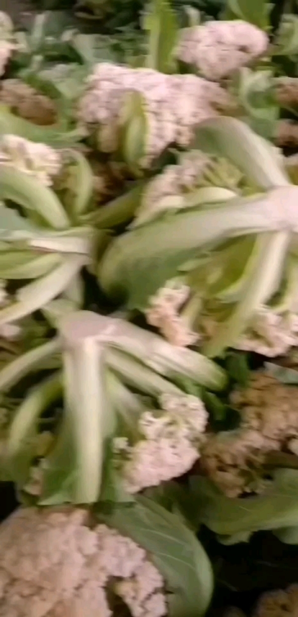 湖北天门菜花大量上市了，质量保证，欢迎采购！！！