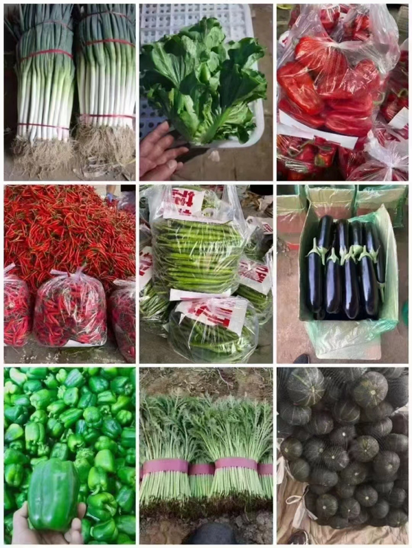 精品菠菜，香菜，万亩基地上市中