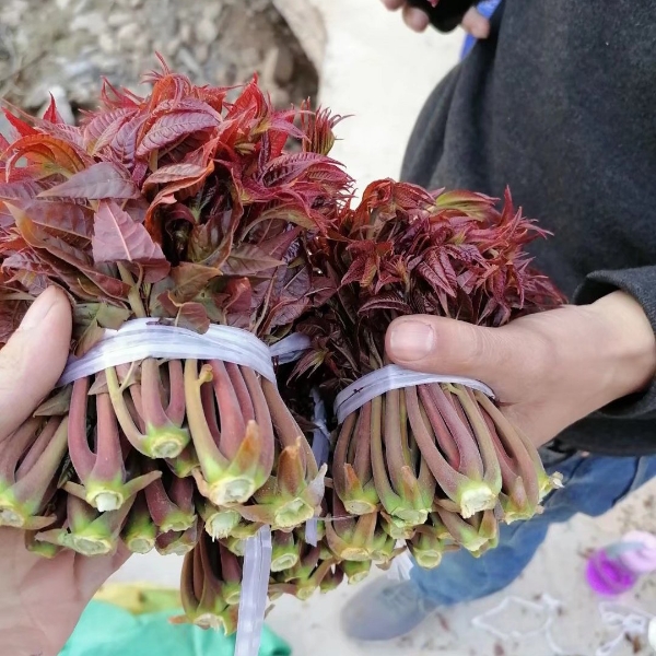 红油香椿芽