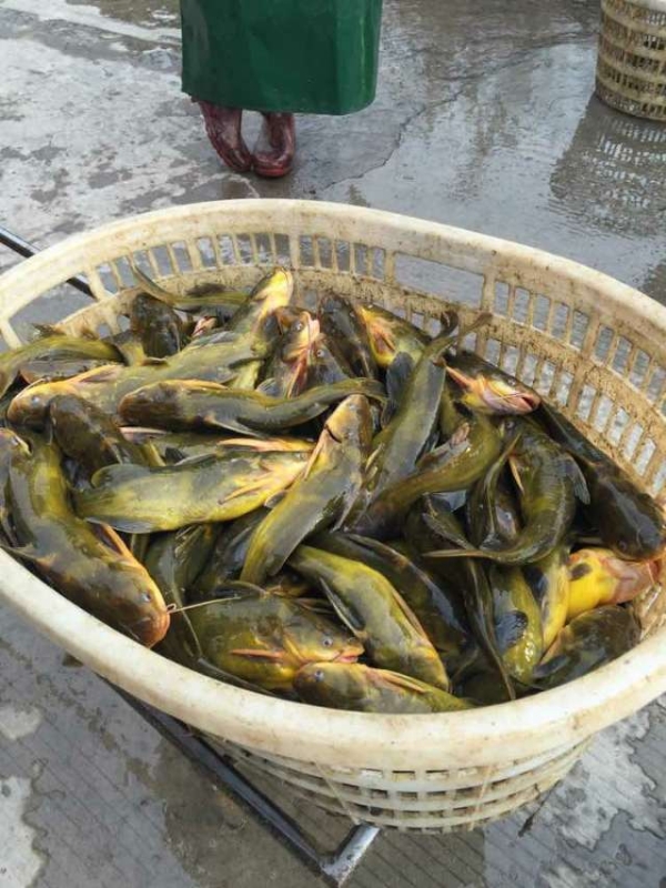 山泉水养殖黄颡鱼，草鱼
