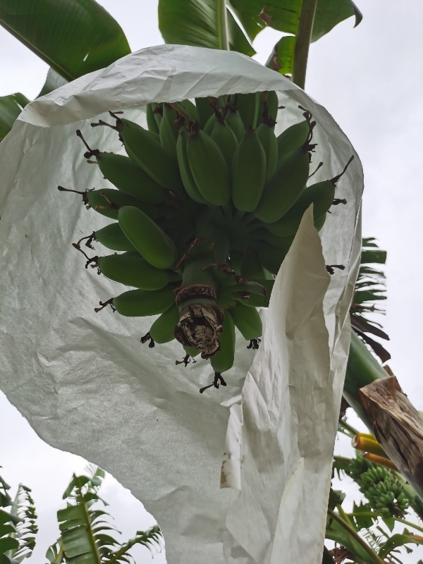 广东徐闻苹果蕉