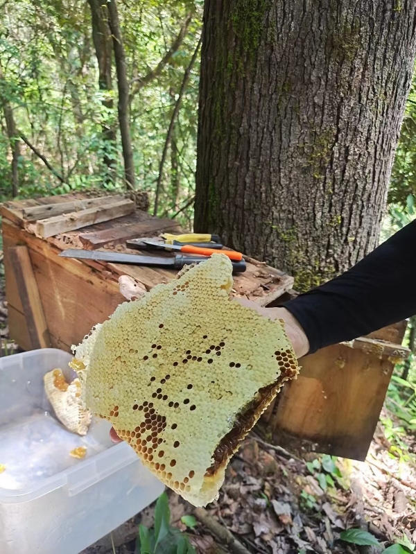 贵州大山纯天然土蜂蜜