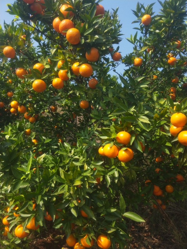 广西桂林市全州县东方红柑橘大量批发供应