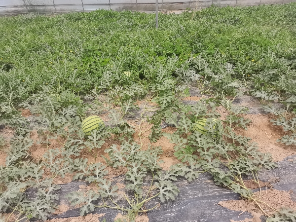 陕西吴堡30亩沙地西瓜，6月23日盛大开园上市