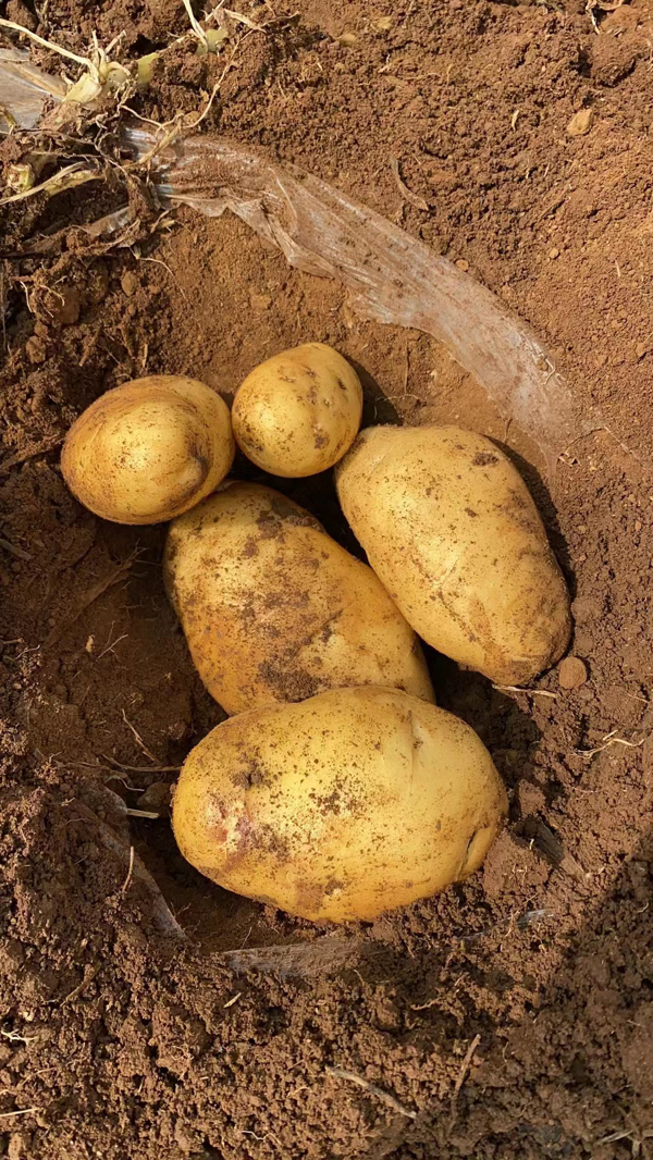 精品黄心土豆产地直供保质保量可视频看货