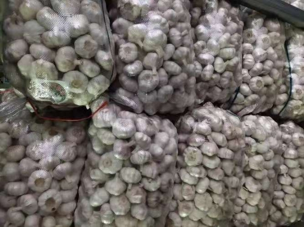优质大蒜 蒜苔 生姜长年大量供应