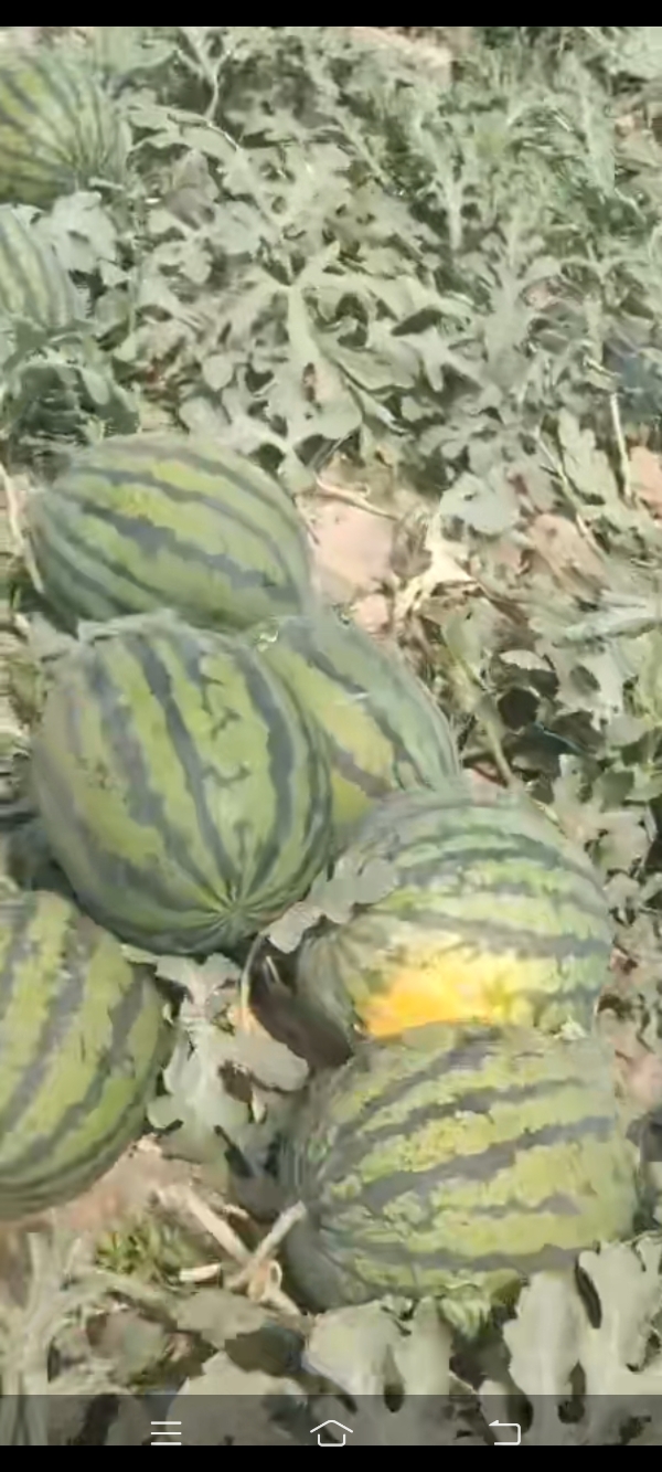 精品甜王西瓜🍉