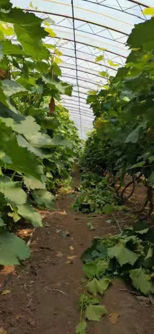 吉林省德惠市布海，葡萄。夏黑、蜜汁葡萄，有机种植。