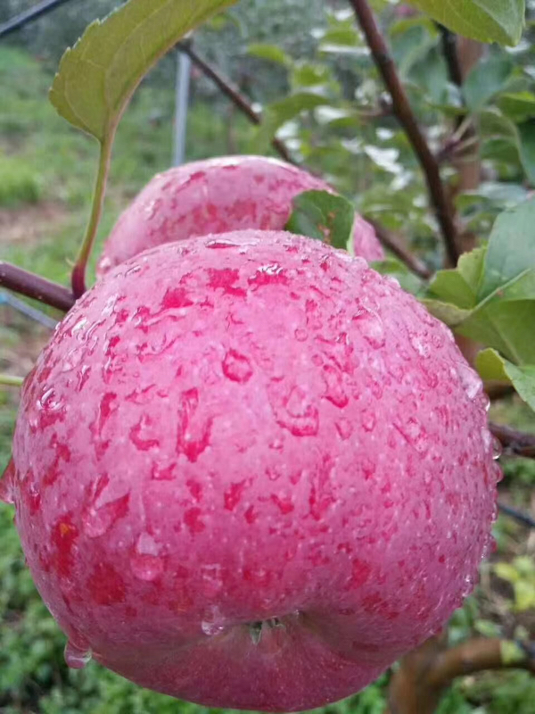 大凉山盐源丑苹果