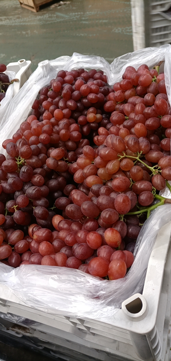青岛地区克伦生葡萄需要客商的联系了哈，冷库货