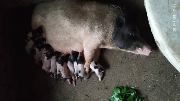 河北石家庄香猪养殖合作社供应优质巴马香猪