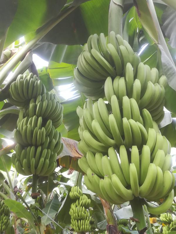 云南文山州麻栗坡县优质巴西香蕉，场地直销，10月份大量上